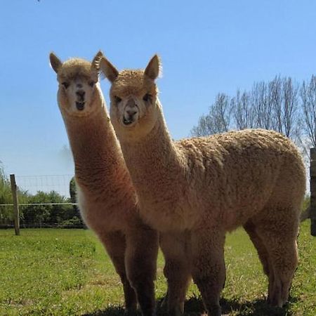 Domaine Ramonjavel, Glamping & Alpaca'S Fongrave Exterior foto