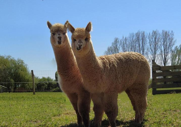 Domaine Ramonjavel, Glamping & Alpaca'S Fongrave Exterior foto