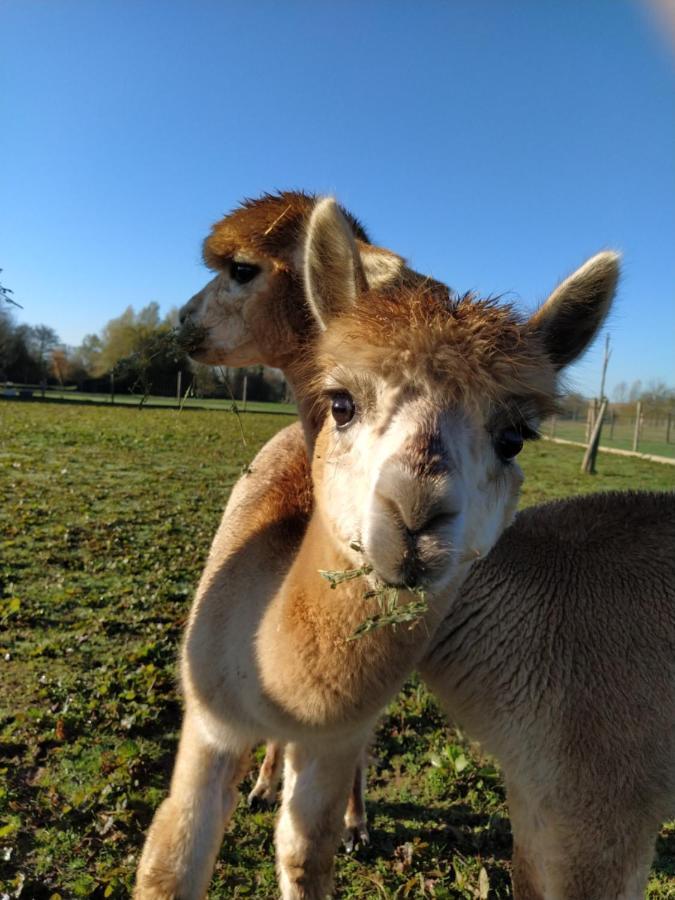 Domaine Ramonjavel, Glamping & Alpaca'S Fongrave Exterior foto